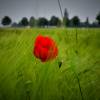 Mohnblume